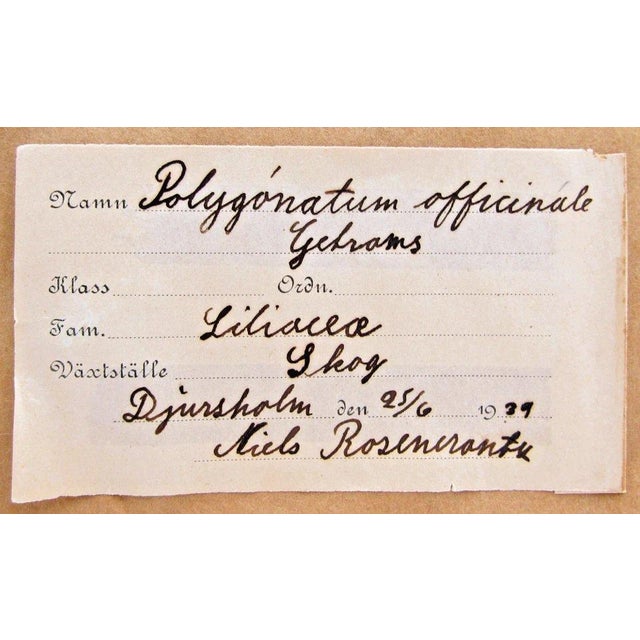 1930s 1939 Pressed Framed Swedish Herbaria With Nomenclature Label For Sale - Image 5 of 6