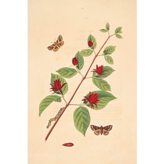 Antique Botanical Study With Moths, 1797 Vintage Art Print Reproduction, 16" X 24" For Sale