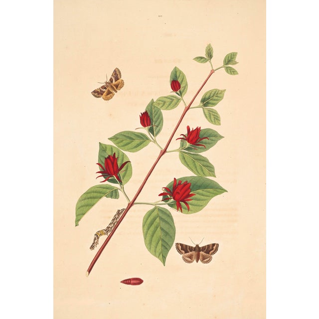 Antique Botanical Study With Moths, 1797 Vintage Art Print Reproduction, 16" X 24" For Sale