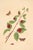 Antique Botanical Study With Moths, 1797 Vintage Art Print Reproduction, 16" X 24" For Sale