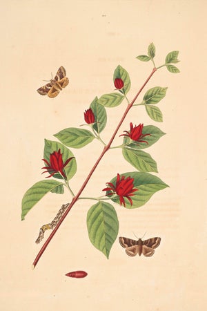 Antique Botanical Study With Moths, 1797 Vintage Art Print Reproduction, 16" X 24"