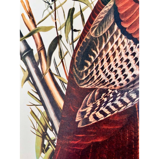 1960s 1964 Audubon Folio Lithograph Great Bird Paintings – “Wild Turkey” 17x14 For Sale - Image 5 of 6