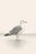 Coastal Seagull Study, Neutral Bird Wall Art Print, 24″ × 36″ For Sale