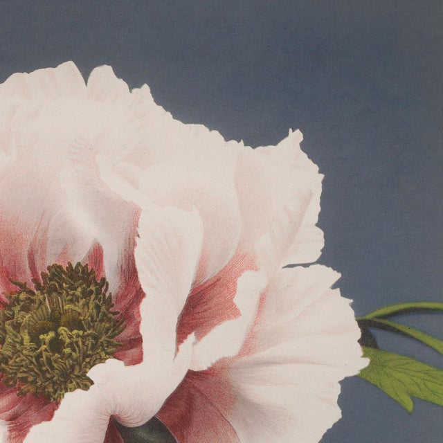 Japanese Botanical Flower Study by Ogawa Kazumasa, Meiji-Era Photomechanical Print Reproduction, 18″ × 18″ For Sale - Image 3 of 6