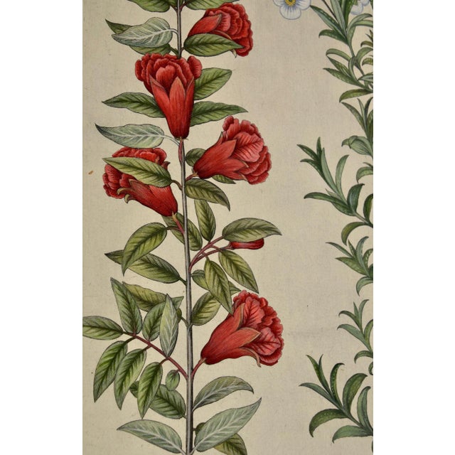 Sculpture Materials Flowering Pomegranate & Rock Rose: A 17th C. Besler Hand-Colored Engraving, 1640 For Sale - Image 7 of 9