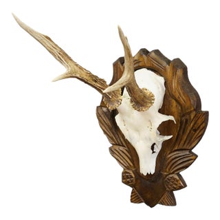 Black Forest Vintage Roe Deer Trophy on Carved Plaque 1940s For Sale