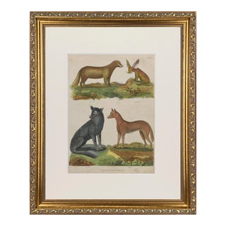 19th Century English Antique Hand Colored Engraving of Foxes C.1820 For Sale
