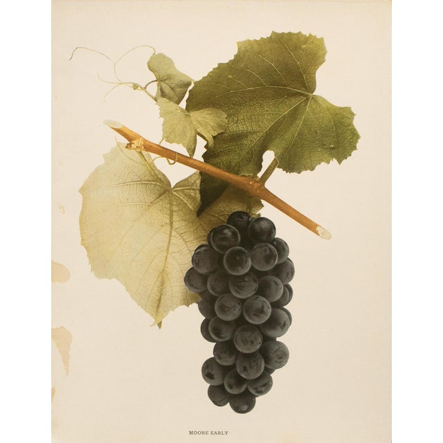 A magnificent original antique photogravure (print) of Moore Early Grapes by Ulysses Prentiss Hedrick (1870-1951). Superb...