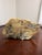 This beautiful carving has been in my family since the mid 1900s. It is in perfect condition with no chips or damage.
