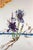 ARTIST: Salvador Dali TITLE: Florals Iris of Dali's Youth MEDIUM: Etching SIGNED: Hand Signed by Salvador Dali PUBLISHER:...