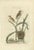 Eurasian Reed Warbler with Nest and Eggs, 1789, Paper For Sale - Image 6 of 6