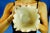 20th Century Iridato Milk Glass Pocket Emptier by Dino Martens for Toso-Murano, Italy, 1950s For Sale - Image 8 of 18
