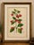 Red Achimenes Flower Botanical Lithograph, Charles Morren, 1845 : A vivid mid-19th-century botanical lithograph depicting...
