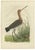 Late 18th Century Sepp & Nozeman, Black-Tailed Godwit, 1770, Print For Sale - Image 5 of 5