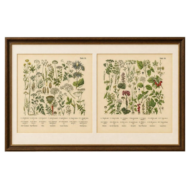 M. Fünfstück, Umbellifers & Medicinal Plants, 1890s, Chromolithograph, Set of 2 For Sale - Image 9 of 9