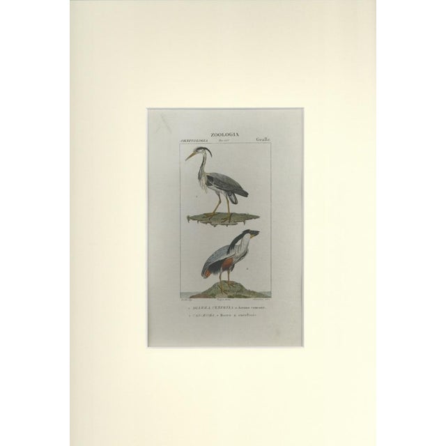 This is one of the illustrations of " Dizionario di scienze naturali " (Natural sciences dictionary) edited by Battelli...