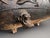 19th Century Chinese Cast Iron Bath Tub or Substantial Jardinière For Sale - Image 15 of 16