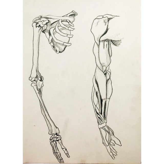 Mid 20th Century Anatomy Drawing For Sale