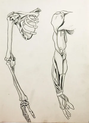 Mid 20th Century Anatomy Drawing