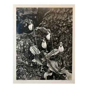 Samuel Gottscho, Vintage Silver Gelatin Signed Photograph Samuel Gottscho Garden Flowers Photo NY