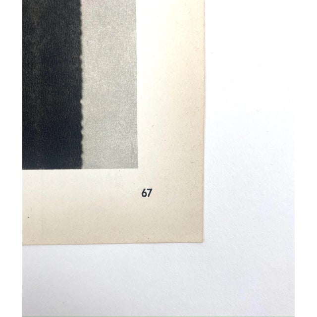 Photorealism 1930s Framed Botanical Blossfeldt Print - No. 67 For Sale - Image 3 of 5