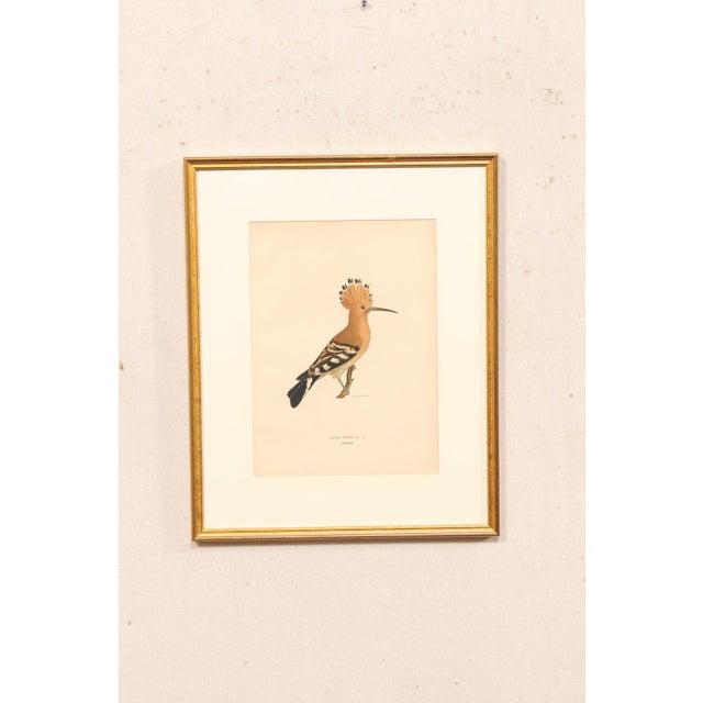 A framed hand-colored Hoopoe lithograph after Ferdinand von Wright (1822-1906), Sweden, circa 1920. This finely executed...