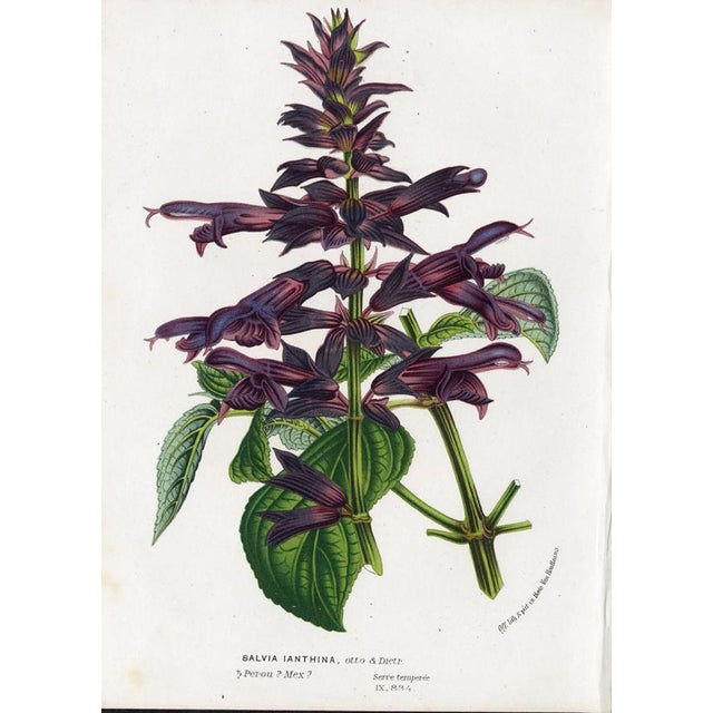 Paper 14 Van Houtte Botanicals! Hand Color c.1853 Set B For Sale - Image 7 of 15