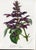 Paper 14 Van Houtte Botanicals! Hand Color c.1853 Set B For Sale - Image 7 of 15