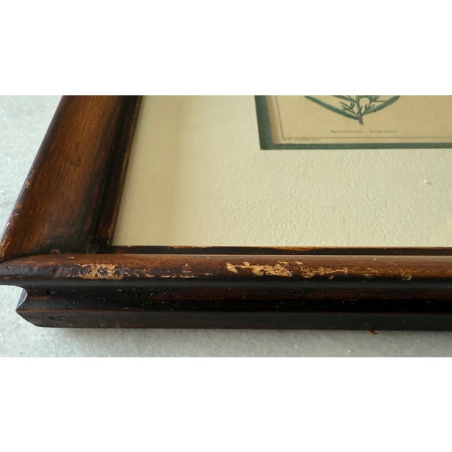Pair of Framed Vintage Botanical Flower Specimen Prints For Sale - Image 18 of 18