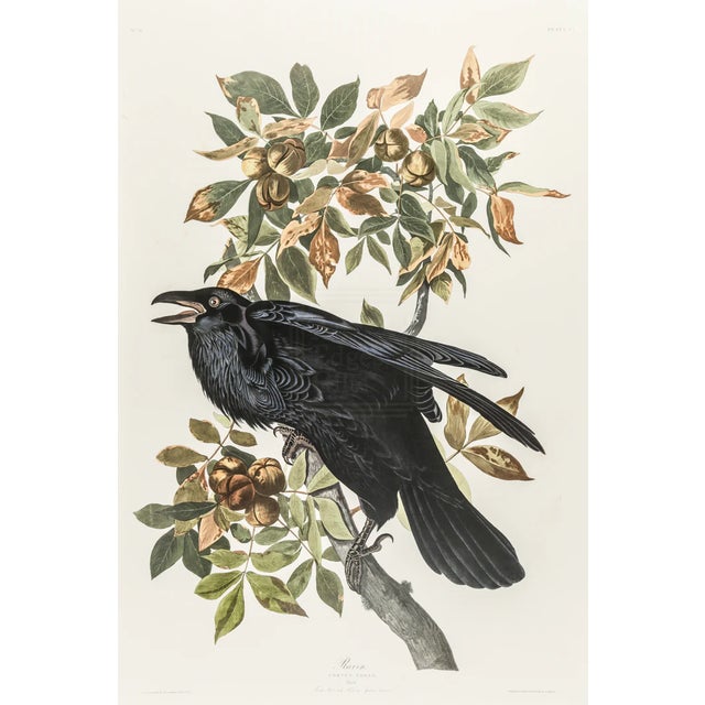 1980s The Abbeville Press Edition of the Raven (Plate 101) From the Birds of America by John James Audubon For Sale