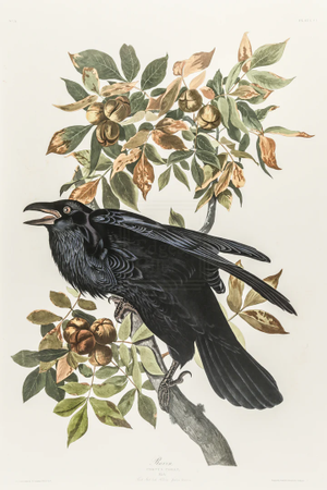 1980s The Abbeville Press Edition of the Raven (Plate 101) From the Birds of America by John James Audubon