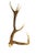 Bone European Collection of Elk and Moose Antlers - 9 Pieces For Sale - Image 7 of 13