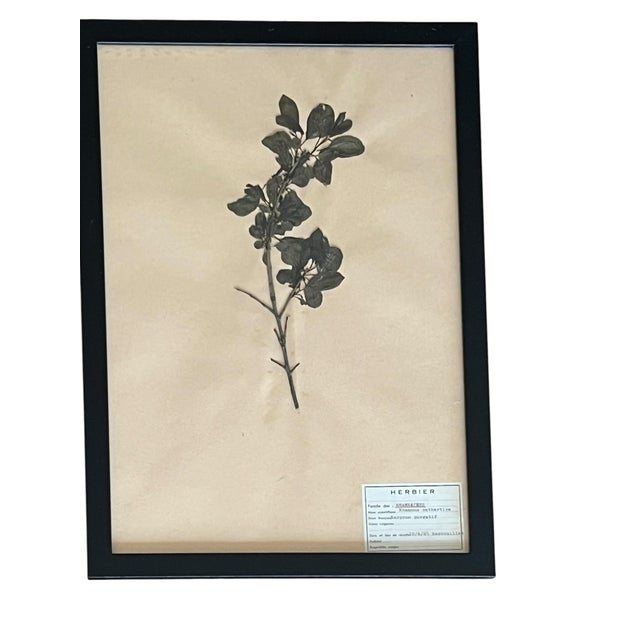 1965 French Herbarium Botanical Specimens – Set of 9 Custom Framed Pressed Botanicals For Sale - Image 9 of 17