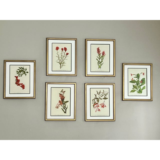 Vintage Botanical Framed Set of 6 - Authentic 1953 Prints For Sale In Greensboro - Image 6 of 6
