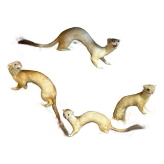 Victorian Taxidermy Diorama of Five Weasels in Diorama Case, circa 1880 For Sale