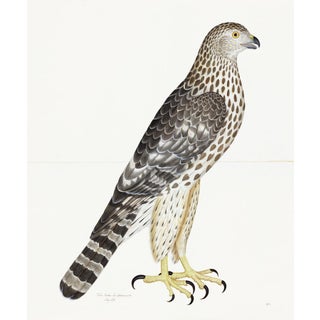 Juvenile Female Goshawk Plate 32 by Olof Rudbeck (Cfa-Wd) For Sale