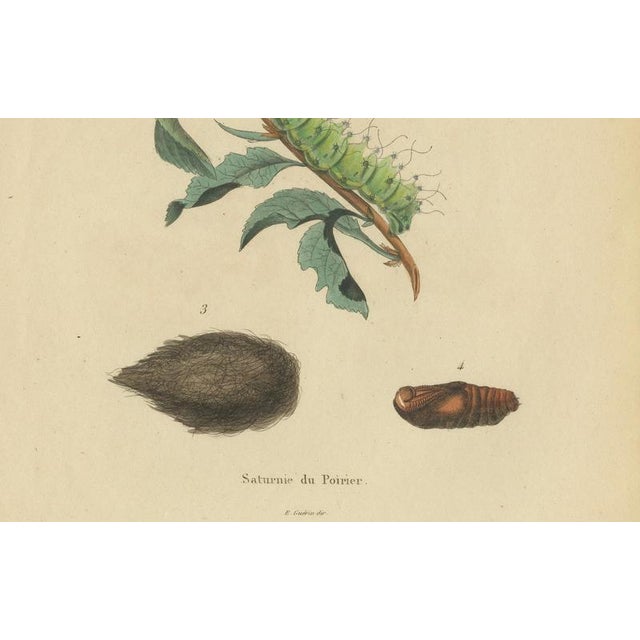 E. Guérin, Butterfly and Moth, 1835, Engraving, Set of 2 For Sale - Image 10 of 13