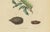 E. Guérin, Butterfly and Moth, 1835, Engraving, Set of 2 For Sale - Image 10 of 13