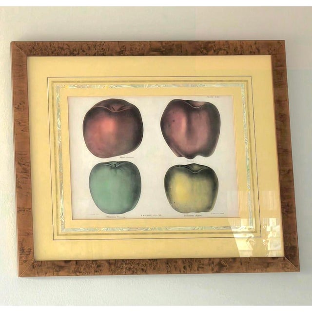 Pair of 19th‑Century Original Apple Lithographs — Emmons / Endicott / Pease — Professionally Framed For Sale - Image 10 of 10