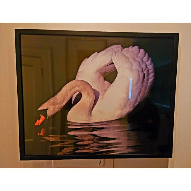 2020s Magnificent Swans, a Pair For Sale - Image 5 of 5