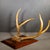 Rustic Vintage Mounted Deer Antlers on Beveled Wooden Plaque c.1940-1970 For Sale - Image 3 of 4