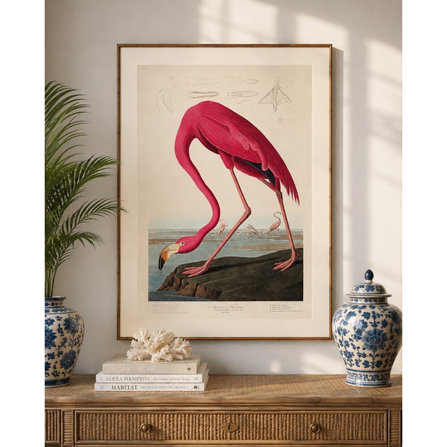 Pink Pink Flamingo (Audubon, Birds of America), Vintage Art Print Reproduction, 16" X 24" For Sale - Image 8 of 12