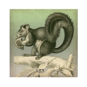 Vintage Nutty Squirrel Archival Print