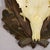 Vintage Black Forest Roe Deer Trophy on Carved Plaque 1950s For Sale - Image 4 of 5