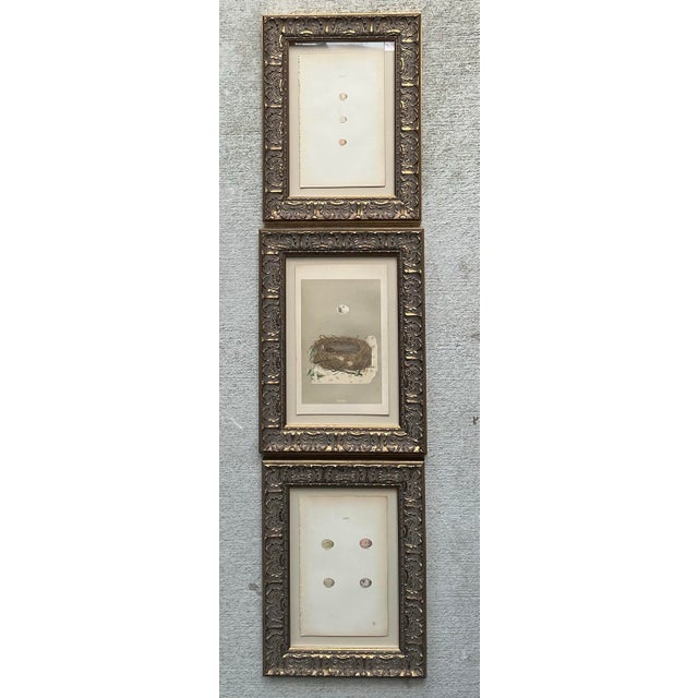 Vintage Book Prints of Eggs - Set of 3 For Sale - Image 11 of 12