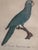 Grand Tour Antique Jacques Barraband Green Parrot Engraving, Plate X V, Early 19th Century, Gilt Framed For Sale - Image 3 of 12