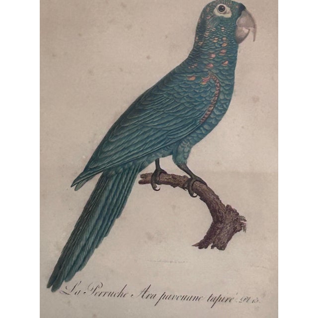 Grand Tour Antique Jacques Barraband Green Parrot Engraving, Plate Xv, Early 19th Century, Gilt Framed For Sale - Image 3 of 12