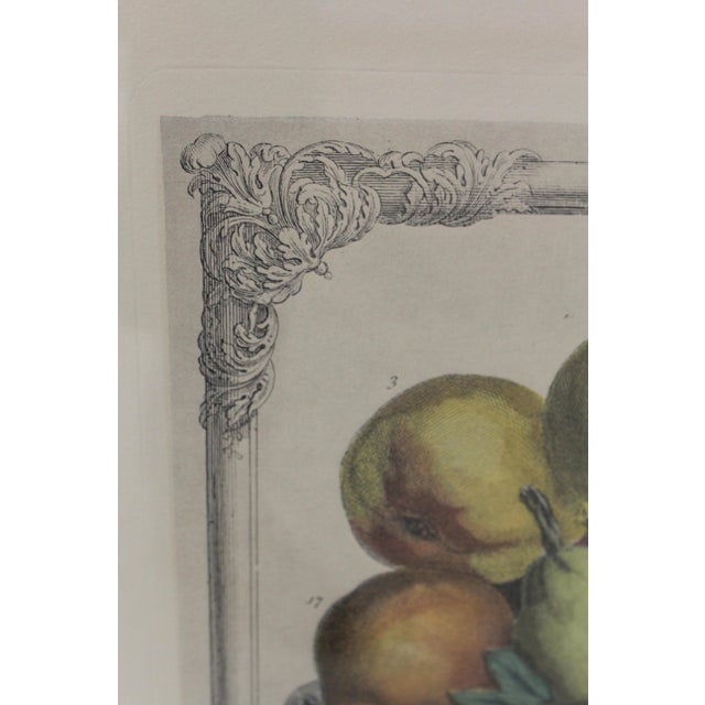 Colonial Williamsburg Dietz Press Botanical Print December Chairish