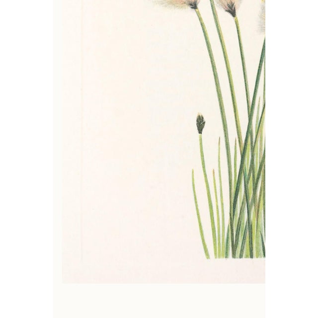 Hare's-Tail Cottongrass, Vintage Botanical Art Print by Mary Vaux Walcott, 20" X 30" For Sale - Image 9 of 10