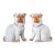 Antique German Porcelain Pugs For Sale